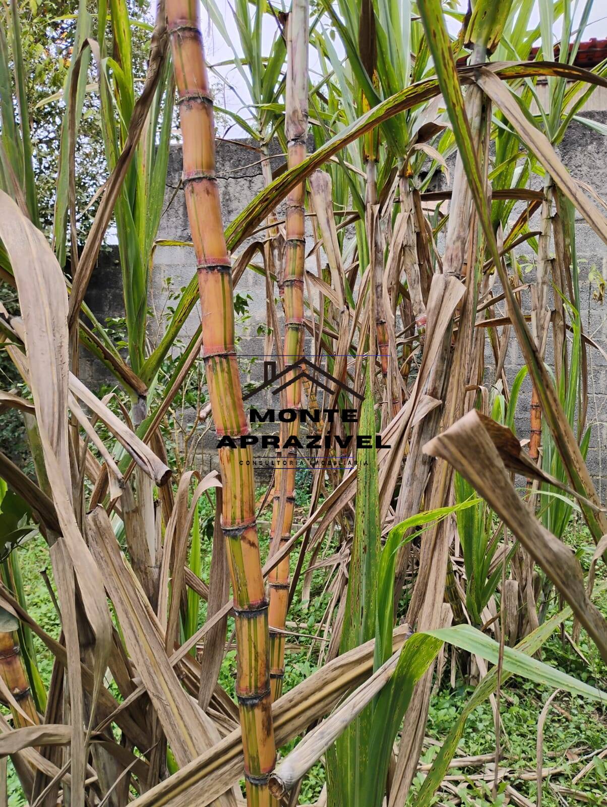 Chácara, 3 quartos, 1780 m² - Foto 15