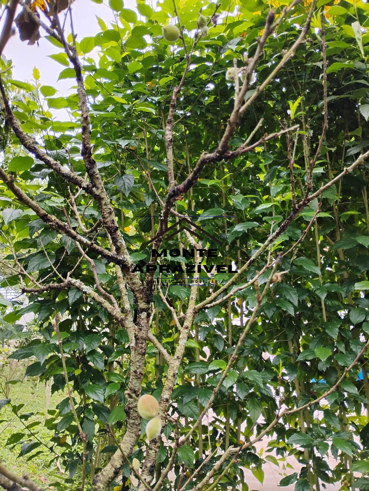 Chácara, 3 quartos, 1780 m² - Foto 43