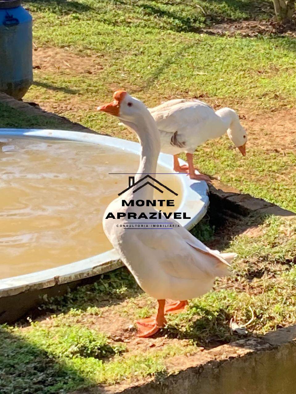 Chácara, 4 quartos, 5800 m² - Foto 12