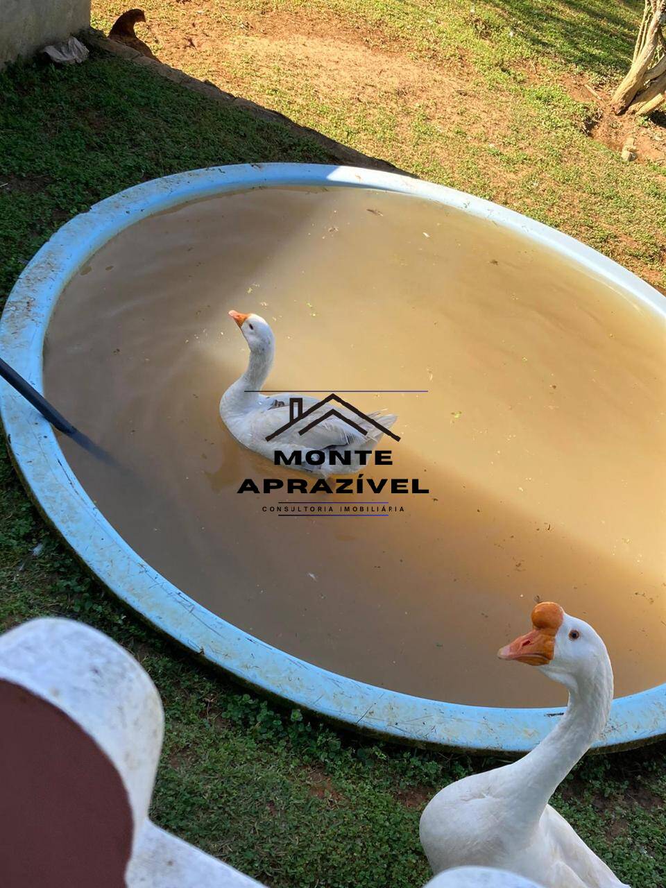 Chácara, 4 quartos, 5800 m² - Foto 16