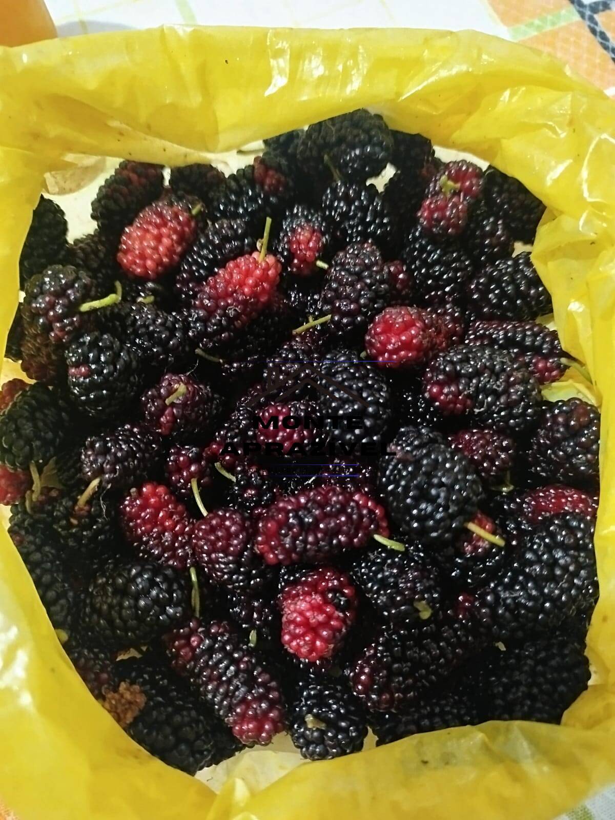 Chácara, 2 quartos, 7550 m² - Foto 34