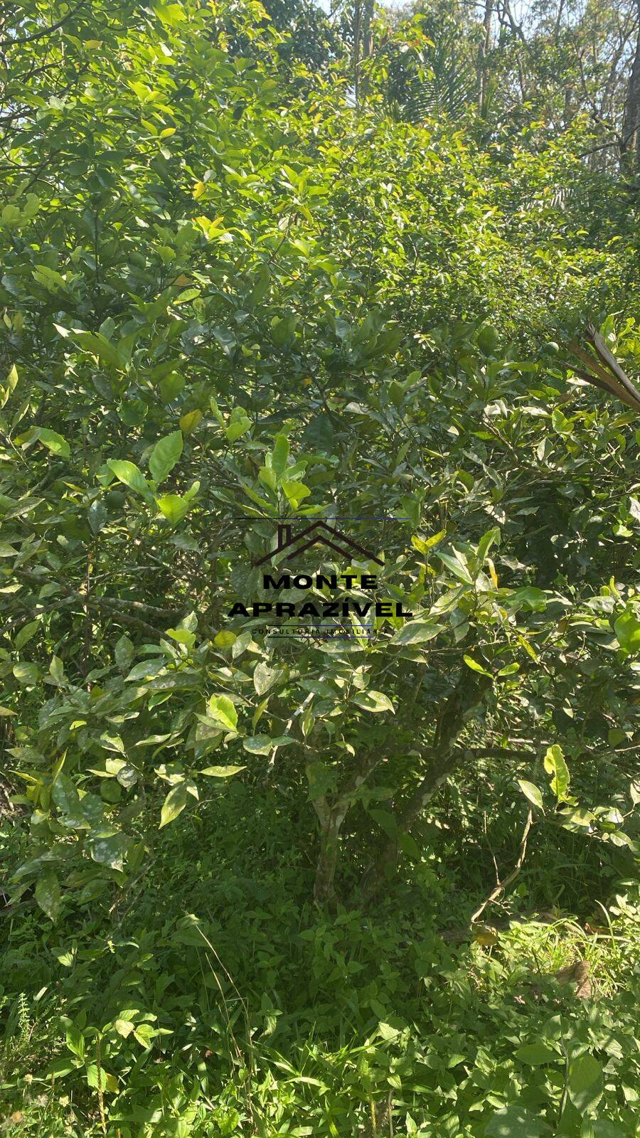 Chácara, 2 quartos, 1867 m² - Foto 19