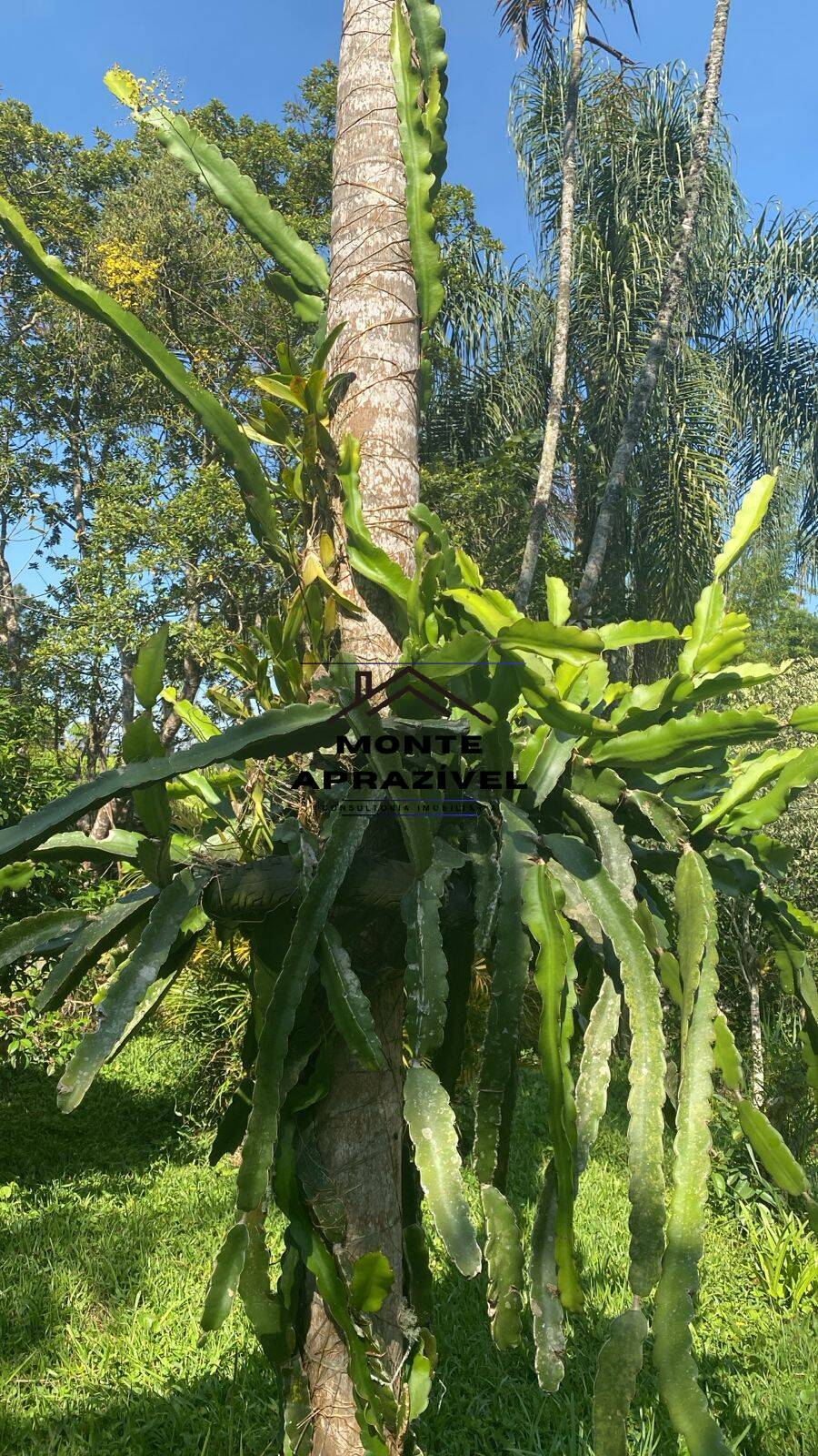 Chácara, 2 quartos, 1867 m² - Foto 27