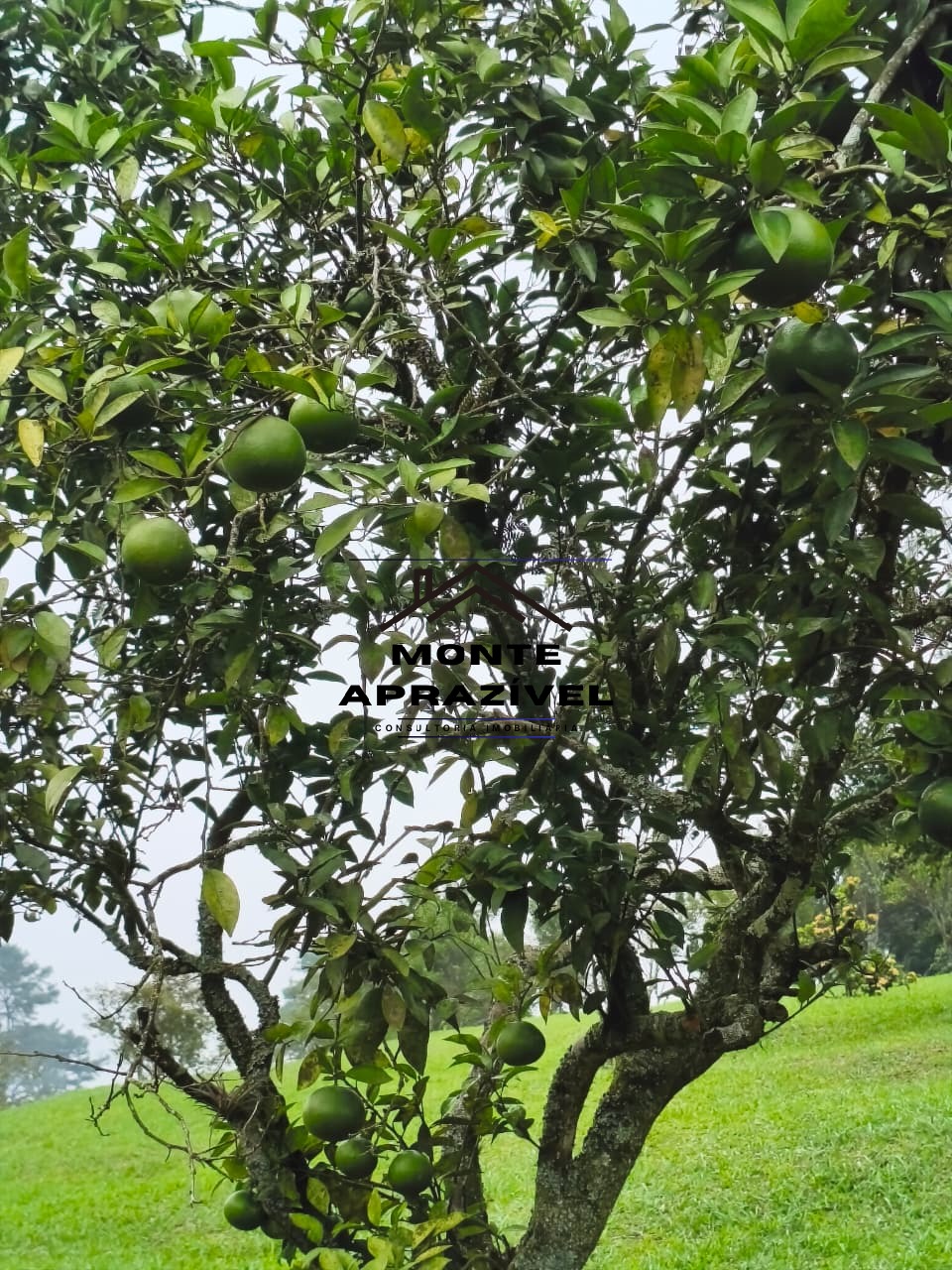 Sítio, 6 quartos, 1 hectares - Foto 104