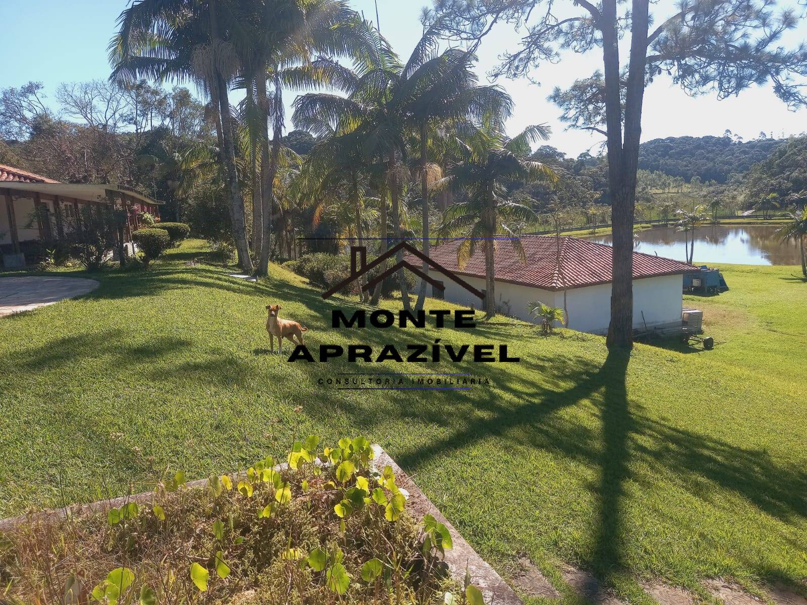 Sítio, 7 quartos, 38 hectares - Foto 6